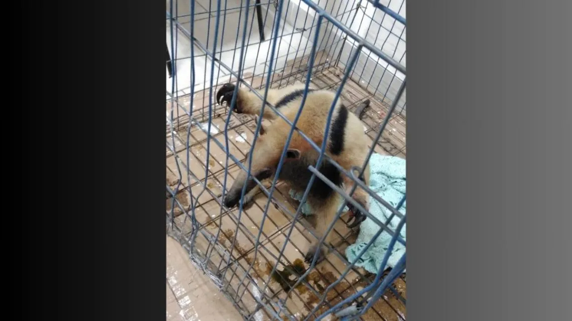 Nezahualcóyotl: rescatan a oso hormiguero de las calles de la colonia Vergel