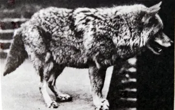 Los coyotes de La Marquesa
