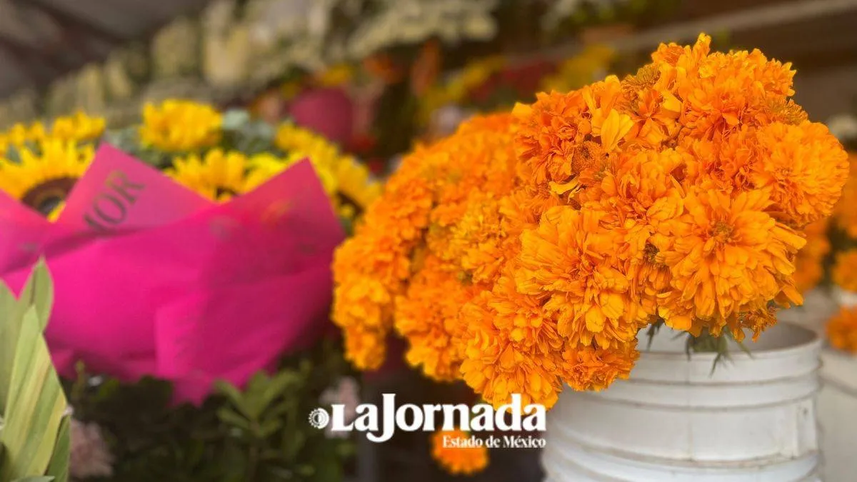 Cempasúchil duplicará su precio durante Día de Muertos