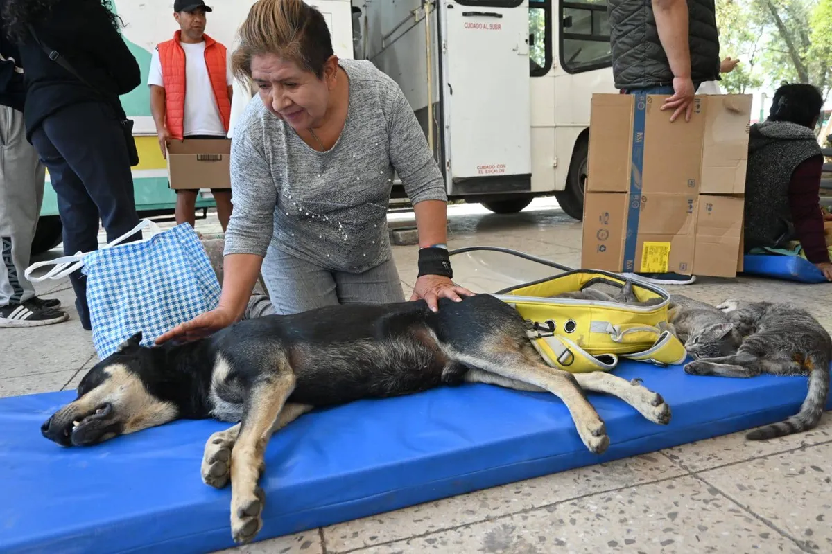 Toluca: Esterilización de mascotas, un acto de amor y responsabilidad
