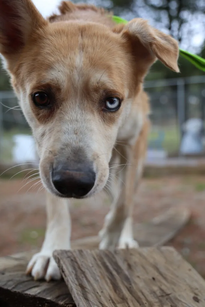 Logra “Huixquican” más de 430 adopciones de perritos que buscaban un nuevo hogar