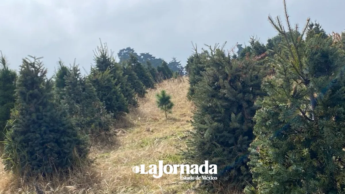 Árboles de Navidad del Edomex listos para la temporada navideña