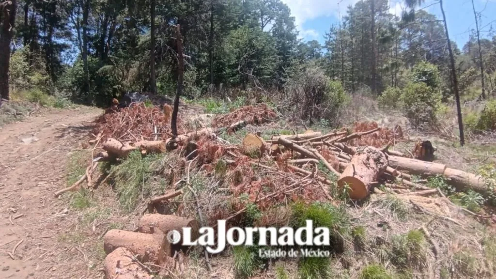 PROFEPA inspecciona Saneamiento Forestal en Chalco tras presuntas irregularidades