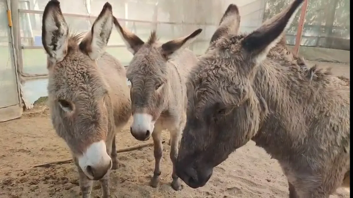 Veterinaria abre cuenta en Only Fans para ayudar a santuario de animales