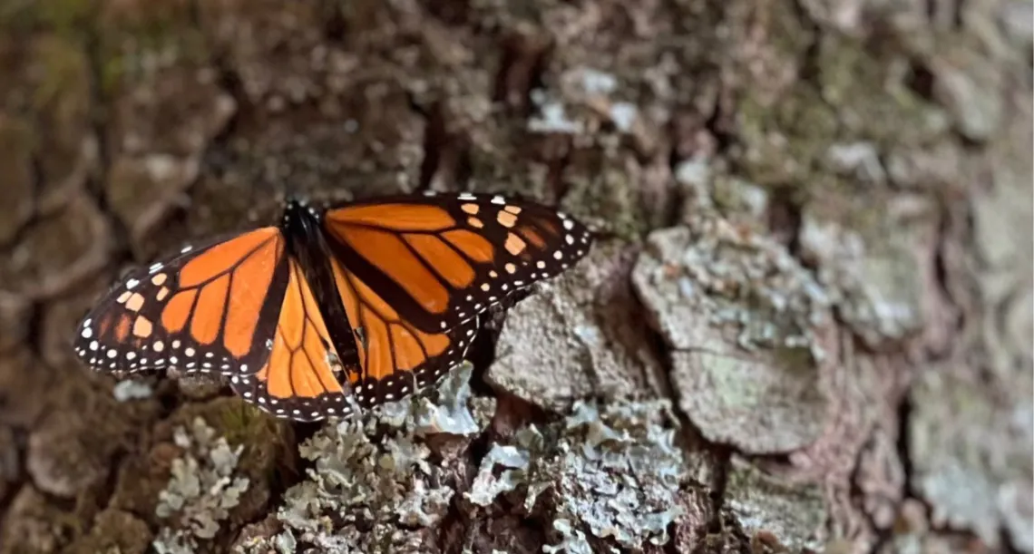 Tala de bosques y uso de agroquímicos ahuyenta a la Mariposa Monarca