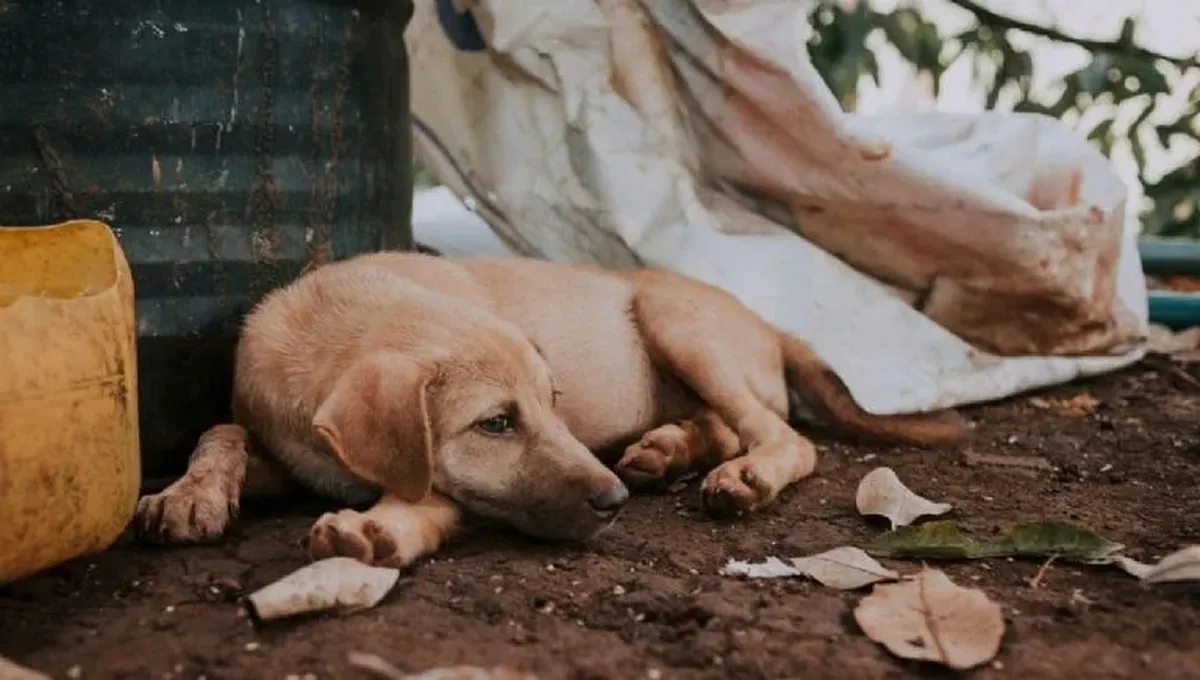 La tarde del pasado martes fueron encontrados al menos ocho perros sin vida.
