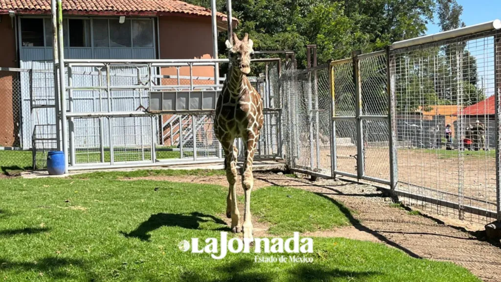 Nueva jirafa de Zacango “Cosmo” será para conservación genética