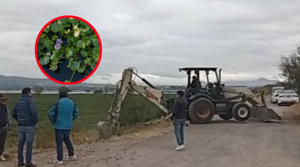 Laguna de Zumpango: comienzan trabajos para frenar invasión de lirio acuático