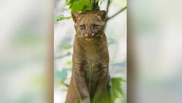 Otra vez… reportan avistamiento de un felino pero ahora en Valle de Bravo