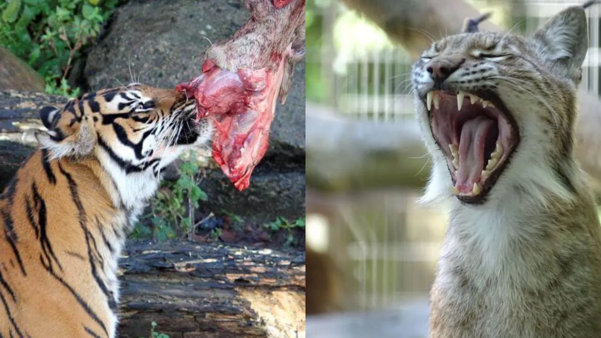 Zoológico alimentará a depredadores con mascotas, ¿donarías a la tuya?