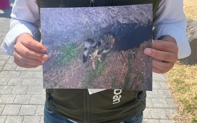 El cacomixtle es un mamífero de hábitos nocturnos que habita en zonas boscosas y áreas con vegetación.