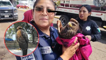 Rescatan a águila lesionada en Ecatepec [VIDEO]