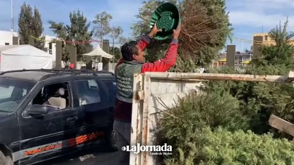 Nezahualcóyotl: Convierten árboles de Navidad en composta