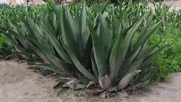 Maguey como alternativa para reducir la erosión de suelos.