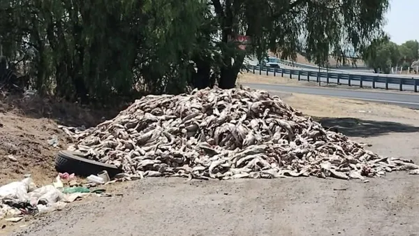Tecámac: Arrojan 20 toneladas de pescado al aire libre