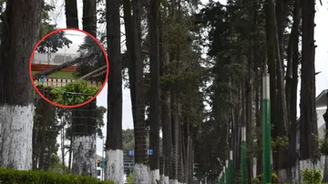 PROPAEM avala retiro de árboles en Paseo Colón tras protesta de especialistas en Toluca