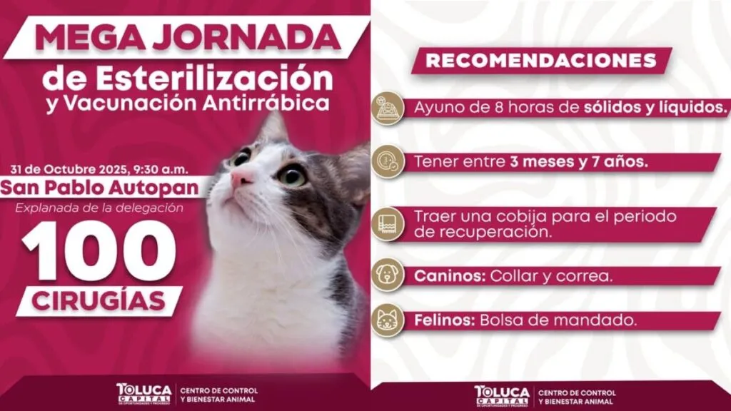 Toluca realizará mega jornada de esterilización para perros y gatos. Aquí los detalles
