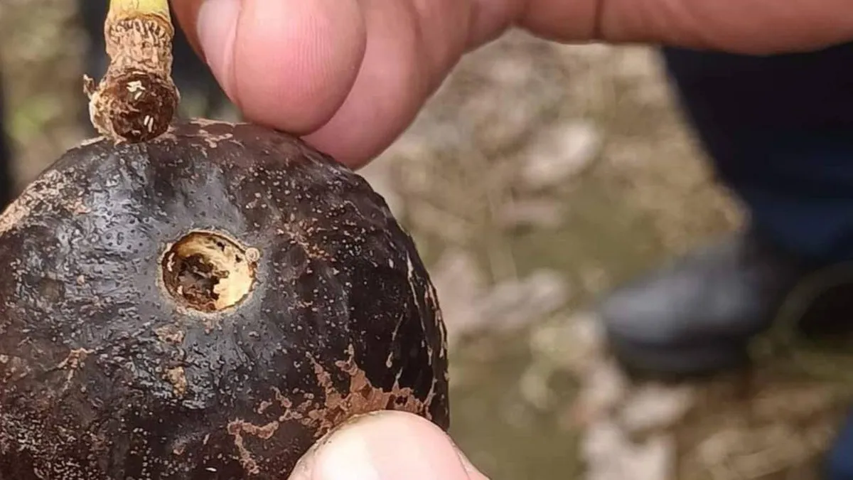 Huertos de aguacate en Los Volcanes son invadidos por plaga