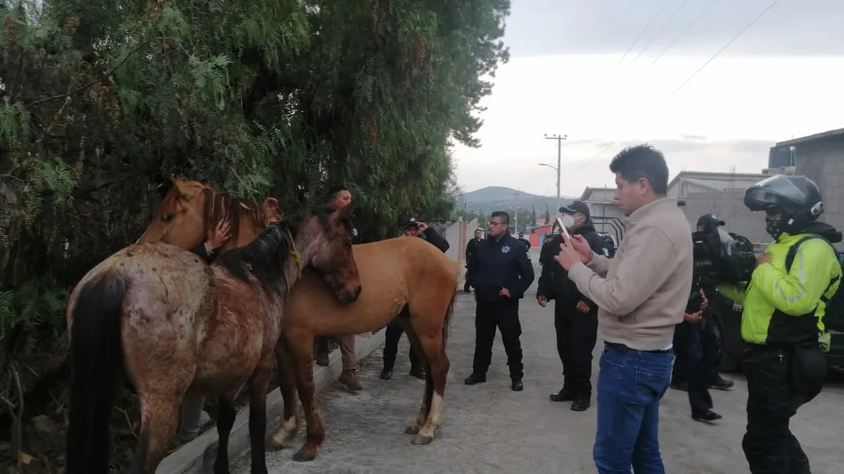 Rescatan a Spirit y Lucero caballos robados de Burrolandia, faltan dos