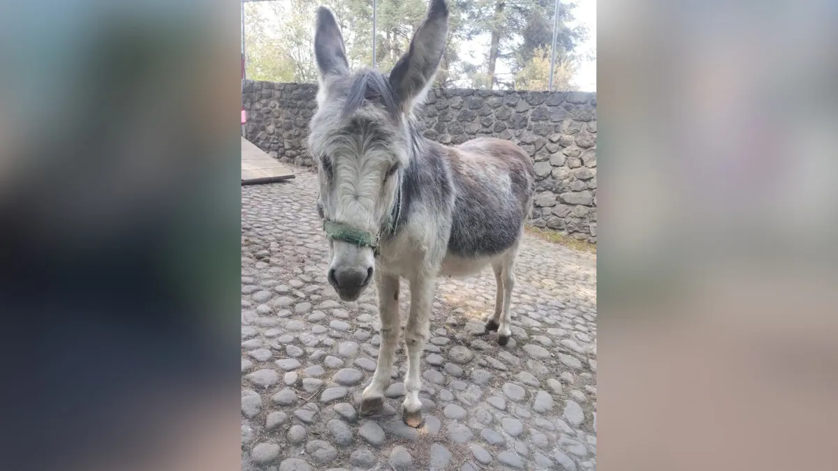 Otumba: Burrolandia suma 98 ejemplares al cierre del 2025