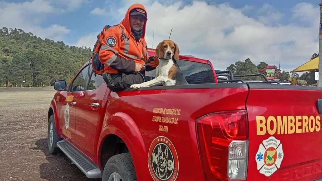 Perritos Hunter y Bom obtienen certificación en búsqueda y rescate en San Martín de las Pirámides