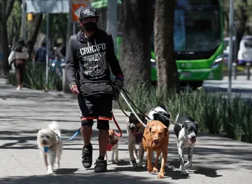 Fiscalía de CDMX creará agencia de investigación del maltrato animal