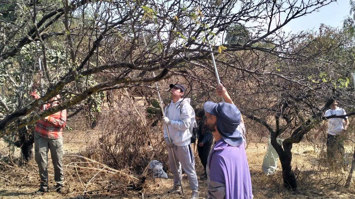 Con trabajo manual combaten el heno motita en el Valle de México