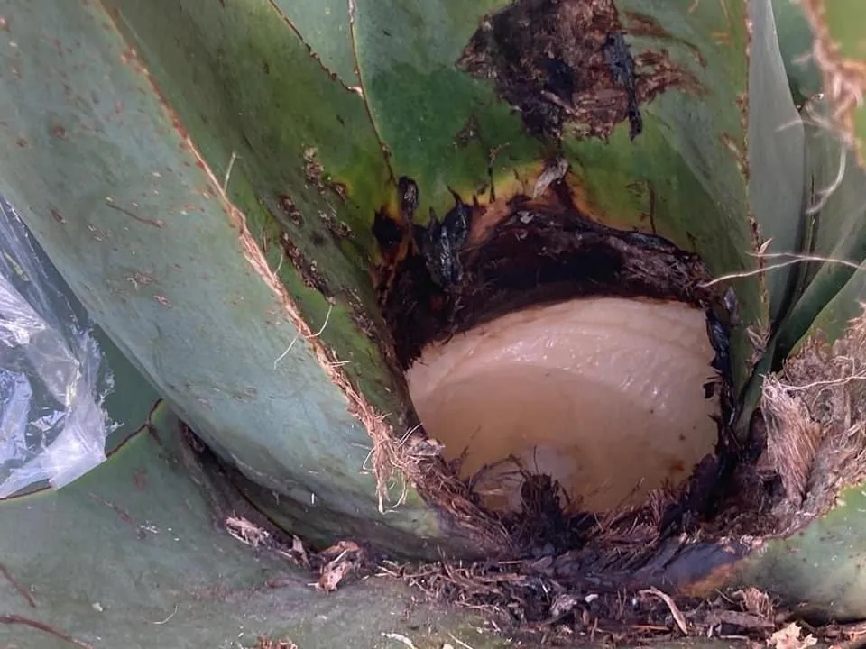 Innovan con pulque el norte del Edomex