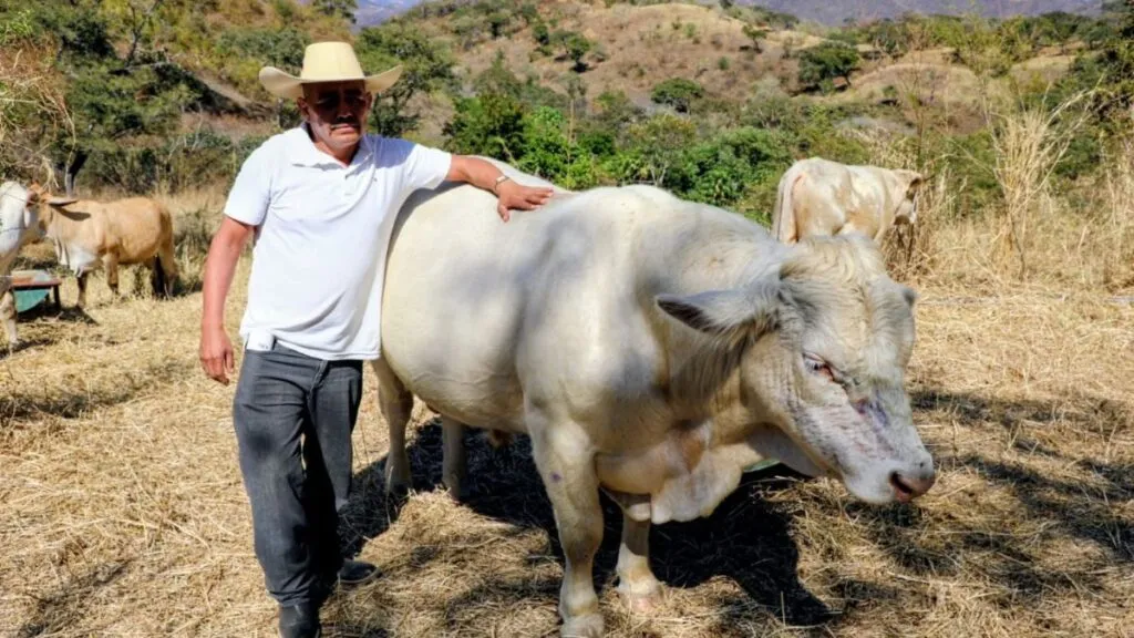 GEM instala trampas contra gusano barrenador en el sur