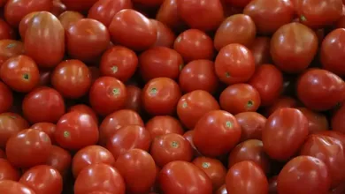 El jitomate mexicano enfrenta nuevamente barreras comerciales en Estados Unidos, tras la salida del acuerdo que evitaba aranceles desde 1996.