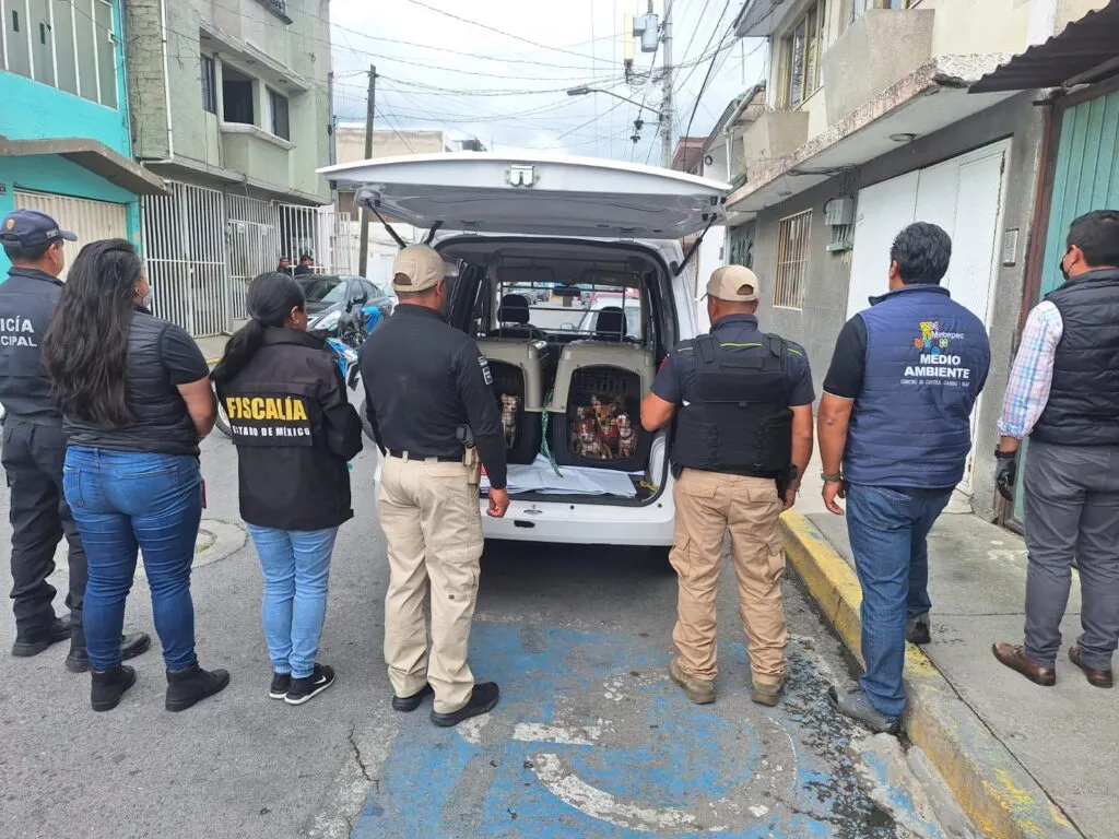 Rescata gobierno de Metepec a 36 lomitos en condición de riesgo