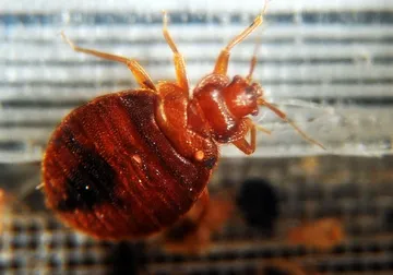 Las chinches son pequeños insectos chupasangre de color marrón casi rojizos que no tiene alas. Tiene el tamaño de una semilla de manzana o pepita de melón. Foto: La Jornada