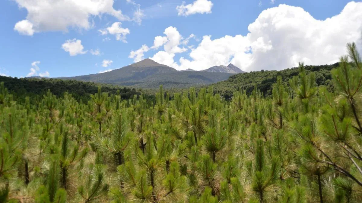 La Secretaría del Medio Ambiente promueve la restauración de los ecosistemas