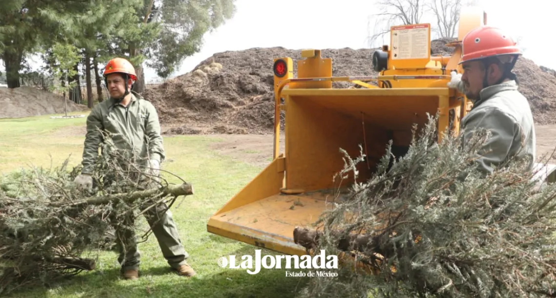 Edomex: Probosque da segunda vida a pinos de navidad naturales