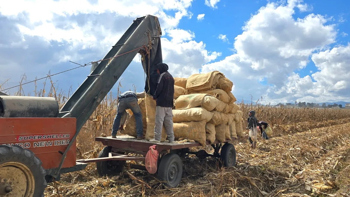 Persisten prácticas agrícolas de pequeños productores en Toluca