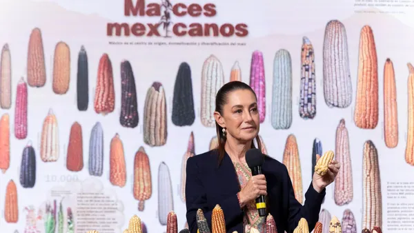 Claudia Sheinbaum encabezó el Día Nacional del Maíz y reiteró: “sin maíz no hay país”.