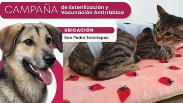 San Pedro Totoltepec anuncia campaña de esterilización gratuita