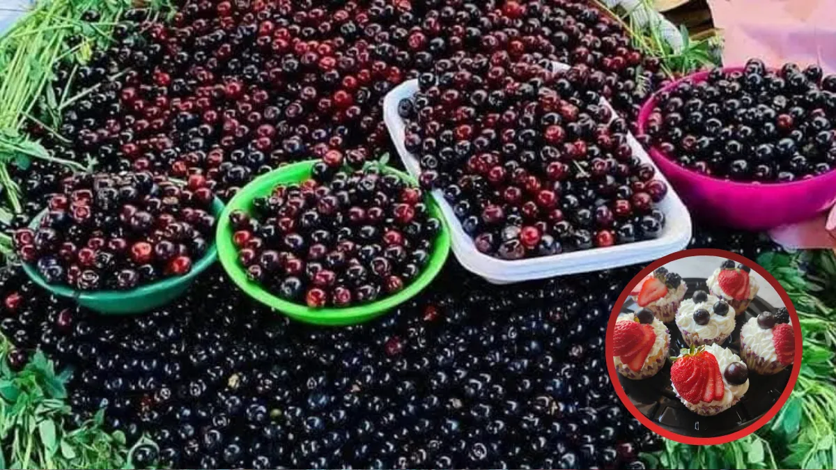 Alistan Feria del capulín 2026 en Atlautla