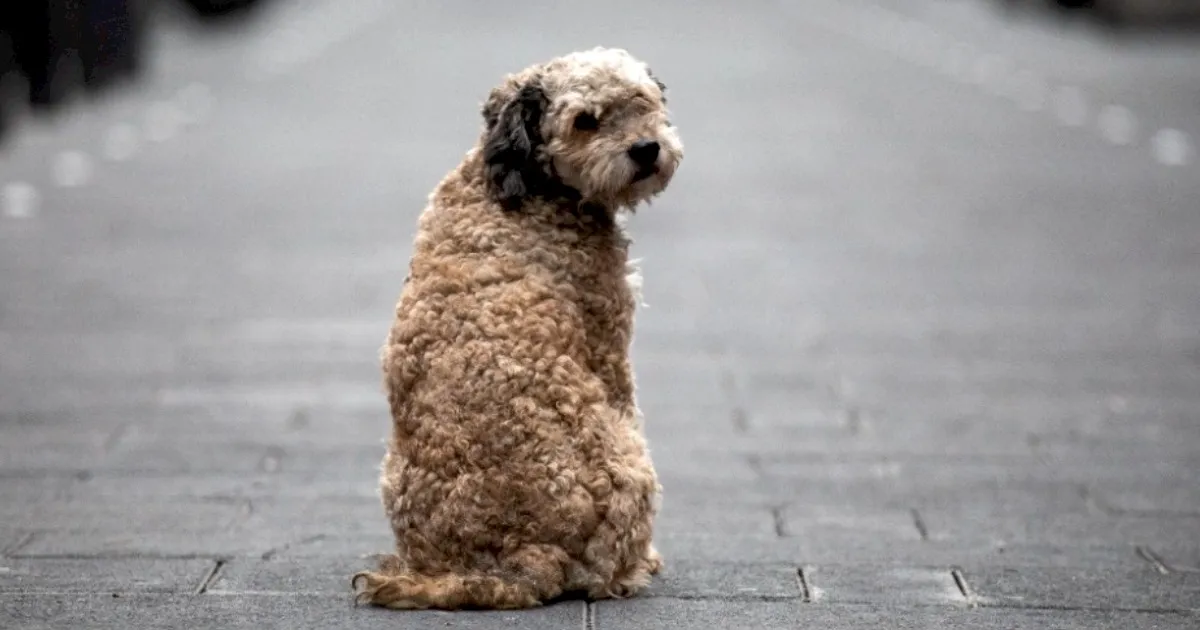 ¿Los perros SÍ entienden a los humanos? Esto revela un nuevo estudio