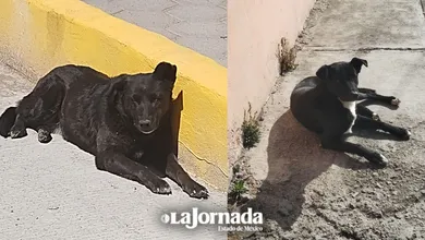 Animales en situación de calle. Los perros y gatos de talla grande y negros son los que menos se adoptan.