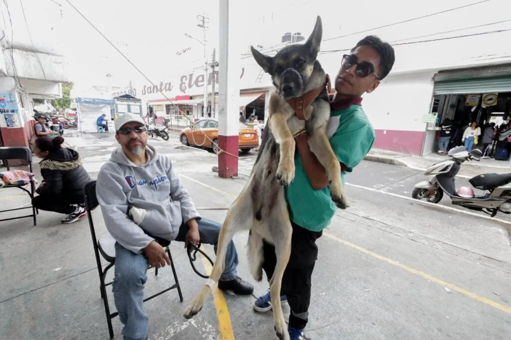 Chimalhuacán supera meta de esterilizaciones caninas y felinas con más de 13 mil intervenciones