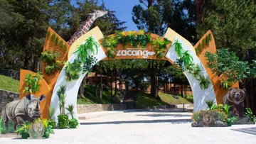 A 4 años, felinos rescatados en Ajusco están completamente adaptados en Zacango