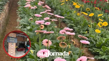 Inician rutas turísticas de mezcal y flor en Edomex