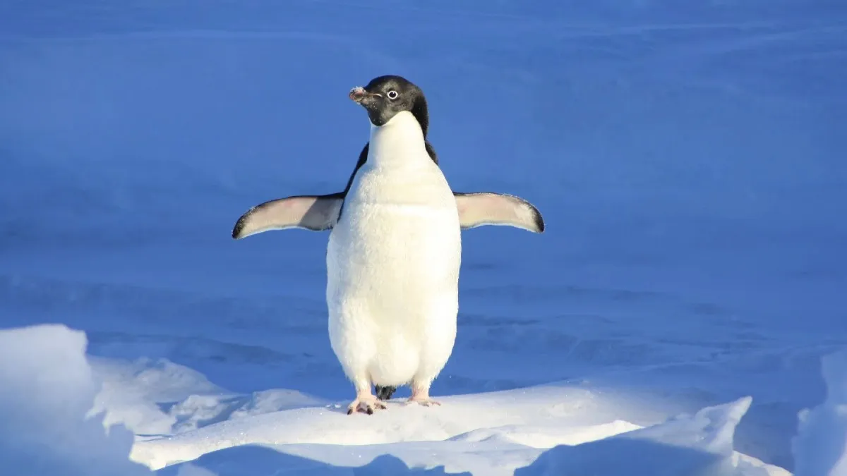¿Te gusta el frío? Ofrecen trabajo en la Antártida, te decimos de que trata