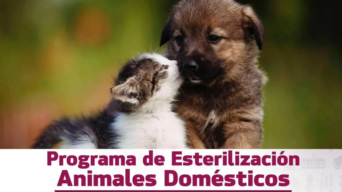 Tecámac inicia Jornada de Esterilización para perros y gatos de manera gratuita