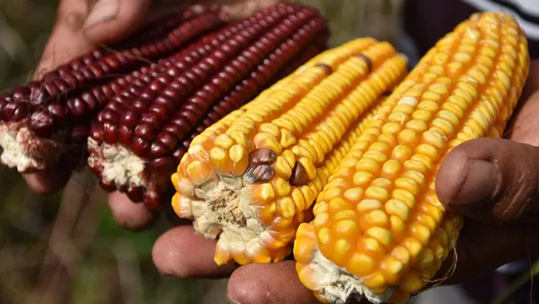 Amplian registro para concurso de producción de maíz y amaranto en el Estado de México.