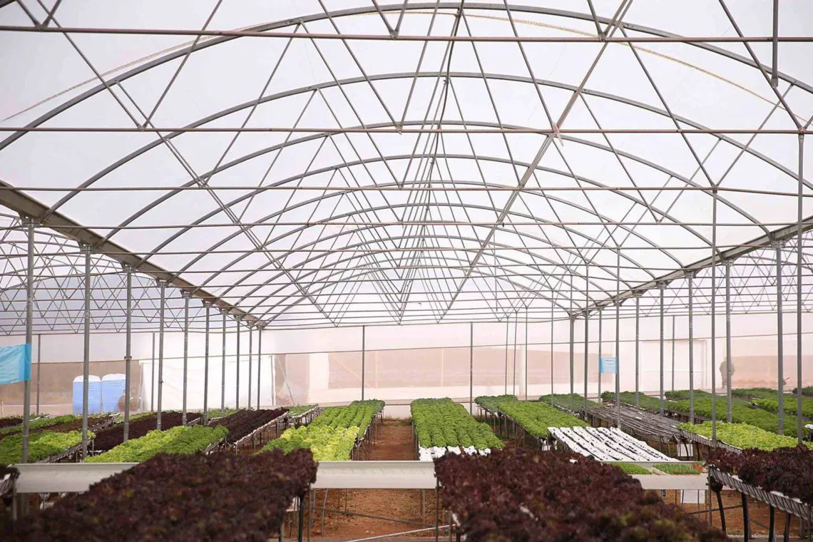 Edomex: Cultivo Hidropónico una alternativa agrícola en el para la eficacia del agua