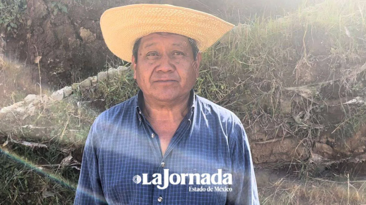 Sin comercializar 60 hectáreas de árbol de navidad en Xonacatlán