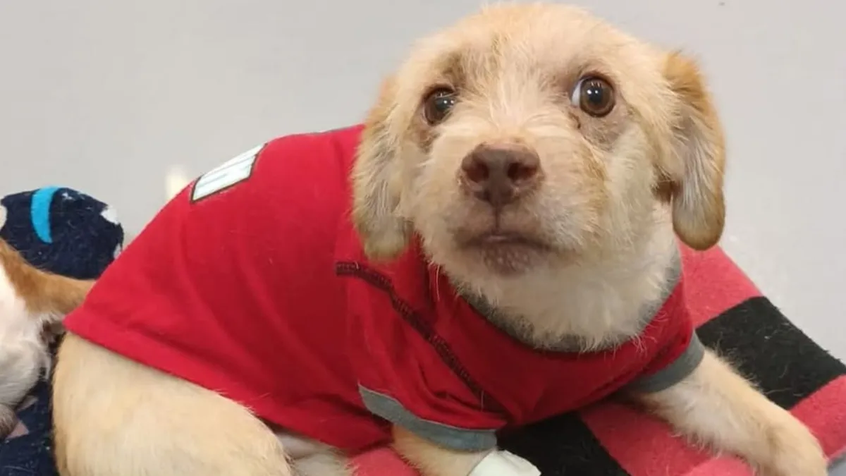 Protectores de animales piden no comprar mascotas como regalo