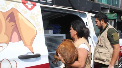 Actualmente, los perros permanecen en cuarentena con cuidados especiales.